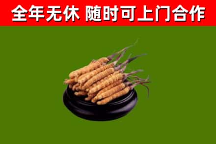 青山回收散虫草