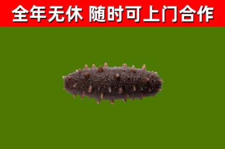青山回收海参干